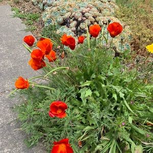 Meet your Posher, Tamara